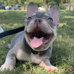 French Bulldogs from Full Time Frenchies