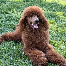 Axl - Poodle