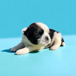 AKC-Toby - Tricolor male Shih Tzu puppy in Charlotte, North Carolina from Judy's Shih Tzus