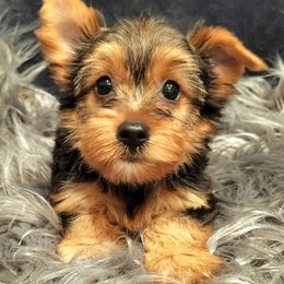 Yorkshire Terriers from Precious Paws Exquisite Yorkies of Houston