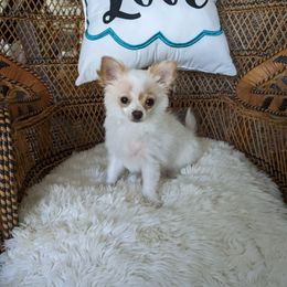 Chihuahua Puppies from Pampered Chihuahuas
