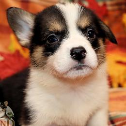 Minnewaska - Black and tan male Pembroke Welsh Corgi puppy in Akeley, Minnesota from Northwynd Corgis