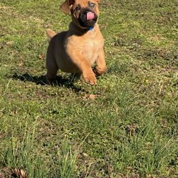 Boerboel Puppies from Erickson Ranch Boerboels