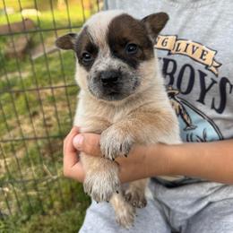 Red girl - Red speckled female Australian Cattle Dog puppy in Cottage Grove, Oregon from Heirloom Ranch