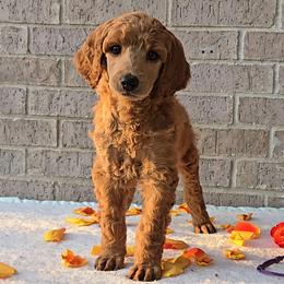 Purple - Red  female Poodle puppy in Diamond, Missouri from Evening Stars Poodles