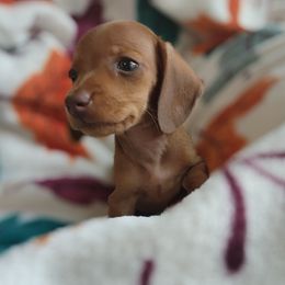 Red - Red female Dachshund puppy in Goodman, Missouri from Jessica's Dashing Dachsunds and Fancy Frenchies