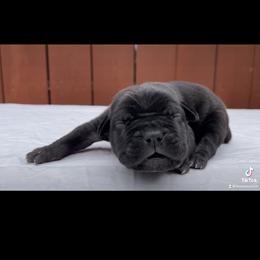 Cane Corso Puppies from Busch Kennels LLC