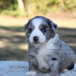 Sally - Blue merle female Miniature Australian Shepherd puppy in Bauxite, Arkansas from J & B Mini Aussies