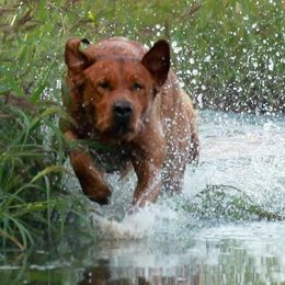Labrador Retrievers from QuickTriggerKennels