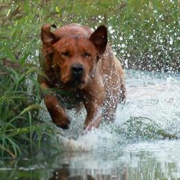 Labrador Retrievers from QuickTriggerKennels