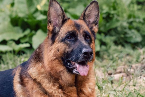 German Shepherd laying in the grass 