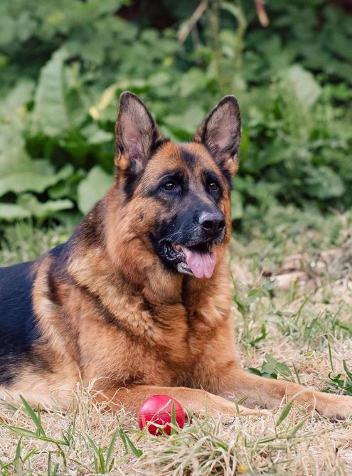 German Shepherd laying in the grass 