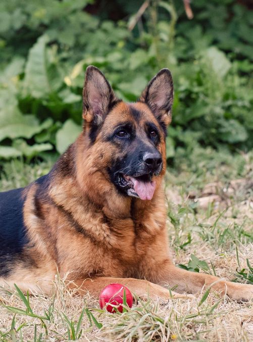 German Shepherd laying in the grass 
