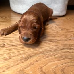 Red - Mahogany male Irish Setter puppy in Dayton, Pennsylvania from Sunset Acres Setters