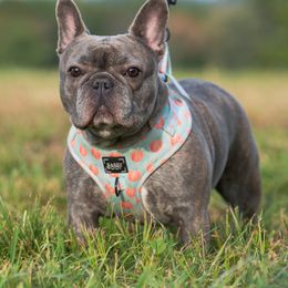 Peaches - French Bulldog