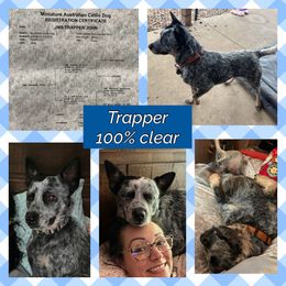 Trapper - Australian Cattle Dog