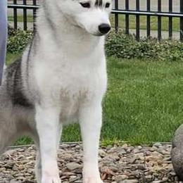 Auna - Siberian Husky