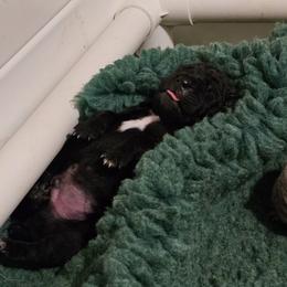 Light Blue Collar aka Jackie Welles - Black male Cane Corso puppy in Houston, Texas from Zenith Cane Corso