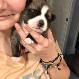 Pomsky Puppies from Aunt Bea’s Puppies