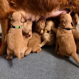 AKC gray collar girl - Dark golden female Golden Retriever puppy in Joshua, Texas from 3 Gun Retrievers