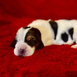 Garth - Black brown and white male Basset Hound puppy in Hillsboro, West Virginia from Bear Foot Bassets Of West Virginia