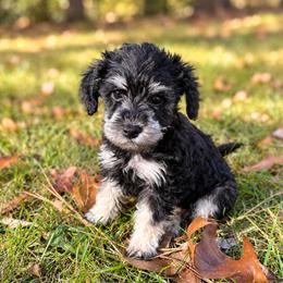 MISTY - pink collar - Black and white female Schnoodle puppy in Spotsylvania, Virginia from Sweet Honey Poodles of Virginia