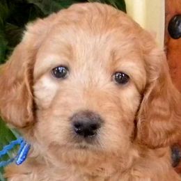 Labradoodles, Labrador Retrievers, and Poodles from Oregon Coast Labradoodles