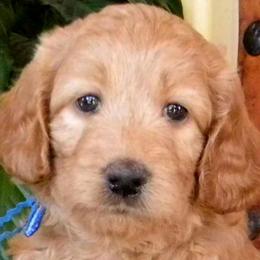 Labradoodles, Labrador Retrievers, and Poodles from Oregon Coast Labradoodles