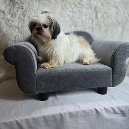 Lulu - Shih Tzu