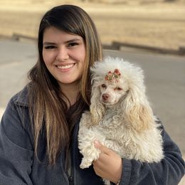 Baylee - White female Poodle puppy in Amarillo, Texas from Amarillo Toy Poodles