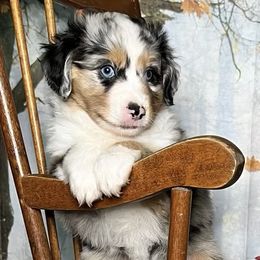 Miniature Australian Shepherd and Toy Australian Shepherd Puppies from Small World Aussies
