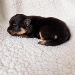 Sugarplum - Black and tan female Pomeranian puppy in Morgan, Utah from Rockstar Rigby Pomeranians