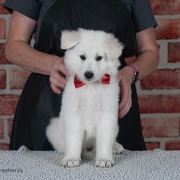 Boy 1 - White male Berger Blanc Suisse puppy in Scio, Oregon from Moro Shepherds