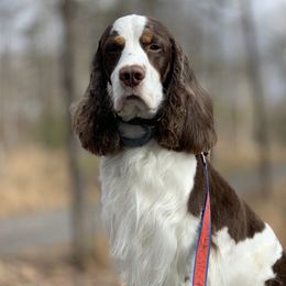 Chevy  - English Springer Spaniel