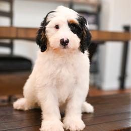 Lincoln - Tri-color male Bernedoodle puppy in Tucson, Arizona from Sun Valley Goldendoodles