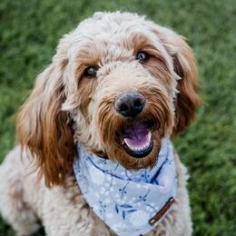 Zoey - Goldendoodle
