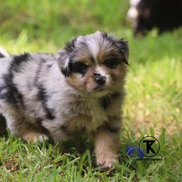Colt- Blue Merle Male - Blue merle male Miniature Australian Shepherd puppy in Nacogdoches, Texas from TK Standard, Mini, & Toy Aussies