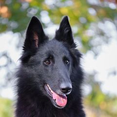 Elka - Belgian Sheepdog