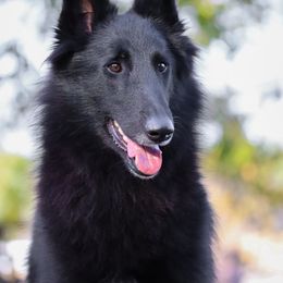 Elka - Belgian Sheepdog