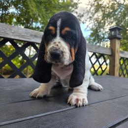 Calvin - Black white and brown male Basset Hound puppy in Denison, Texas from Emma Lou's Baby Bassets