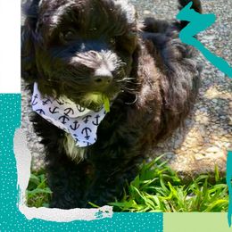 Poodle Puppies from Kindred Companions Toy Doodles