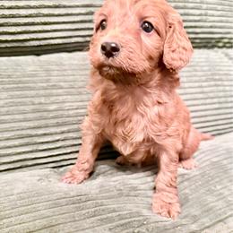 Puppy 4 - Apricot female Irish Doodle puppy in Bloomfield, Iowa from Schooley Doodles