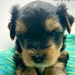 Tenor - Black and tan male Yorkshire Terrier puppy in Galesburg, Illinois from Sunny Sky Yorkies