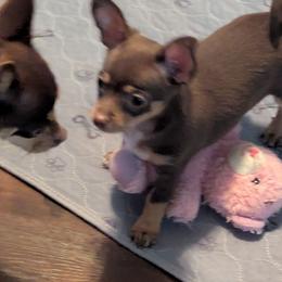 Jasper - Chocolate and tan male Chihuahua puppy in Waycross, Georgia from OakView Farm Chihuahuas FB