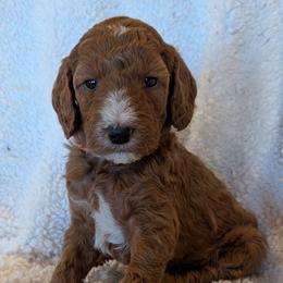 ORANGE Collar Girl - Red  female Poodle puppy in Silverton, Oregon from Rambler Goldens