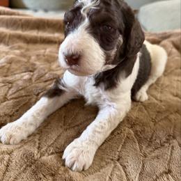 Rizzo - Parti female Poodle puppy in Washington, Pennsylvania from Patriotic Poodles