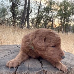 Howard - Red  male Goldendoodle puppy in Redding, California from O’Hara  Doodles