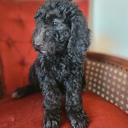 Denali - Black female Goldendoodle puppy in Tucson, Arizona from Ever After Doodles Arizona