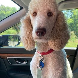Goldendoodles from Forever Friends