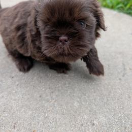 Purple Penny - Chocolate female Shih Tzu puppy in Metropolis, Illinois from Super City Kennels